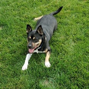 Jeans and Unused Items from my Human's Closet